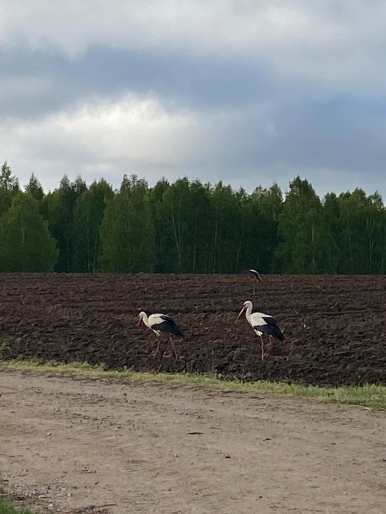 Mazurska Stodola Na Polwyspie Pilchowskim Pilchy المظهر الخارجي الصورة